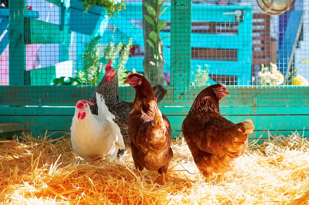 Poules dans un poulailler avec de la paille