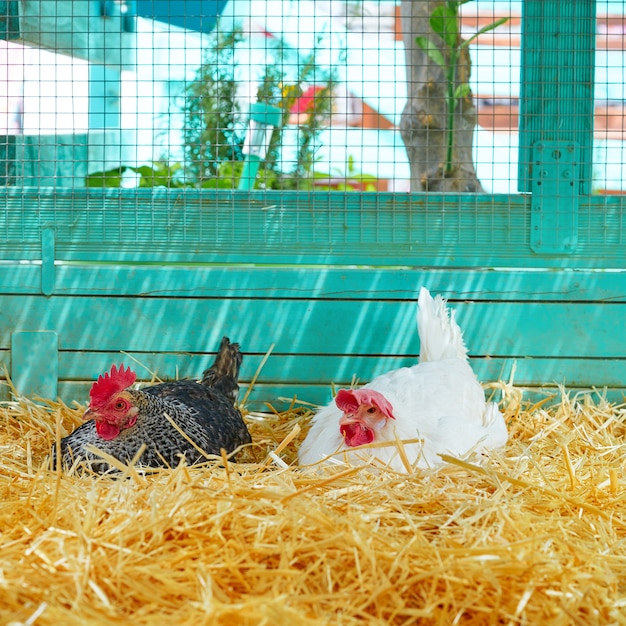 Photo poules dans un poulailler avec de la paille