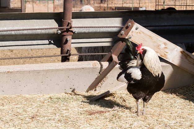 Poules en liberté dans une ferme biologique.