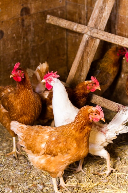 Poules en liberté dans une ferme biologique.