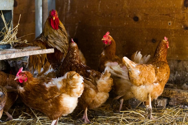 Poules en liberté dans une ferme biologique.