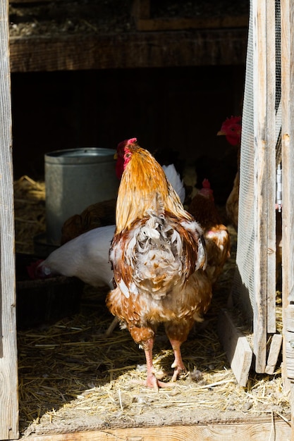 Poules en liberté dans une ferme biologique.