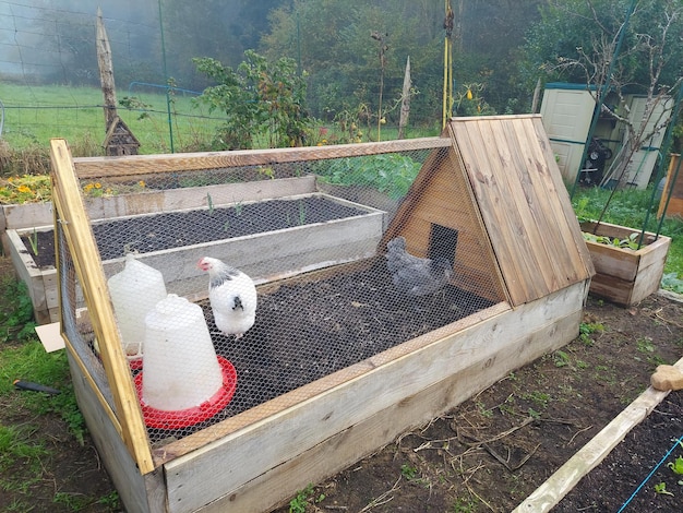 Photo des poules sur un lit en bois surélevé avec un poulailler fait maison avec des poules