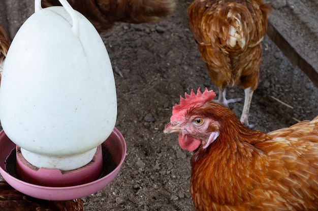 Poules mangeant de la nourriture dans un élevage de poulets Poulailler biologique