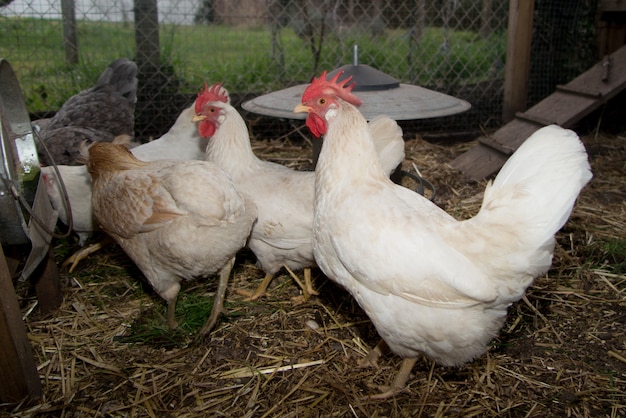 Poules en poulailler ou poulailler