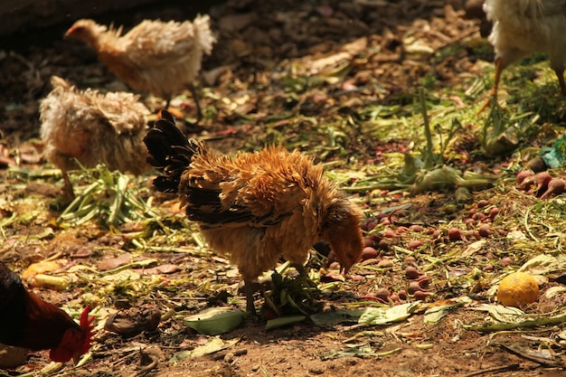Poules poules dans une ferme agricole traditionnelle