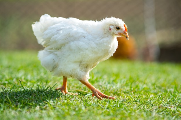 Les poules se nourrissent de basse-cour rurale traditionnelle. Gros plan de poulet debout sur la cour de la grange avec de l'herbe verte. Concept d'élevage de volaille en libre parcours.