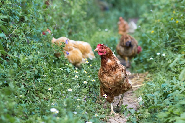 Les poules se nourrissent de la basse cour rurale traditionnelle à la journée ensoleillée