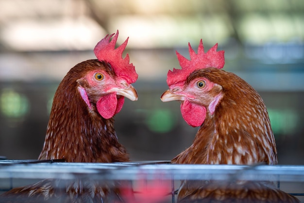 Photo poules en usine poulets en cage