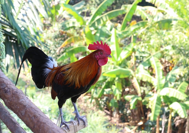 poulet sur un arbre de branche