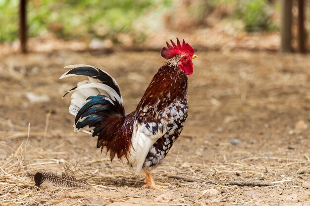 Poulet au repos dans une ferme