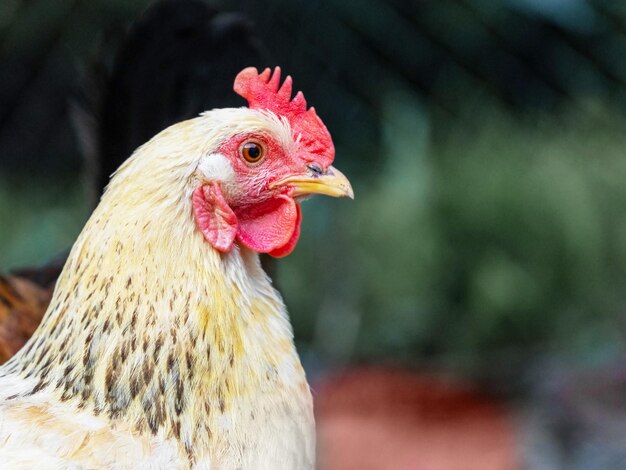 Poulet aux plumes blanches et oranges brillantes se bouchent de profil dans le jardin sur fond sombre