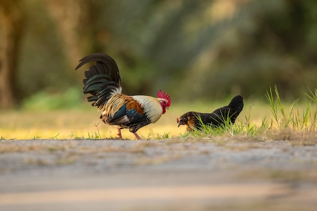 Photo poulet bantam, animal miniature de volaille. animaux de compagnie populaires asiatiques dans la campagne. réveil en direct