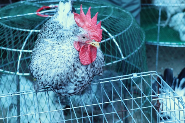 poulet bantam sur le marché