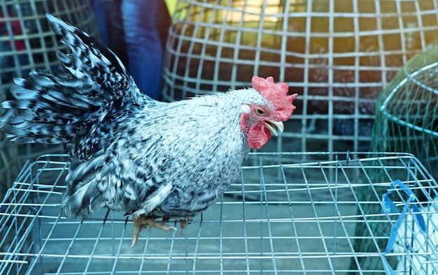 poulet bantam sur le marché