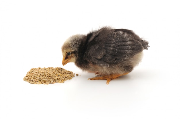 Poulet bébé ayant un repas