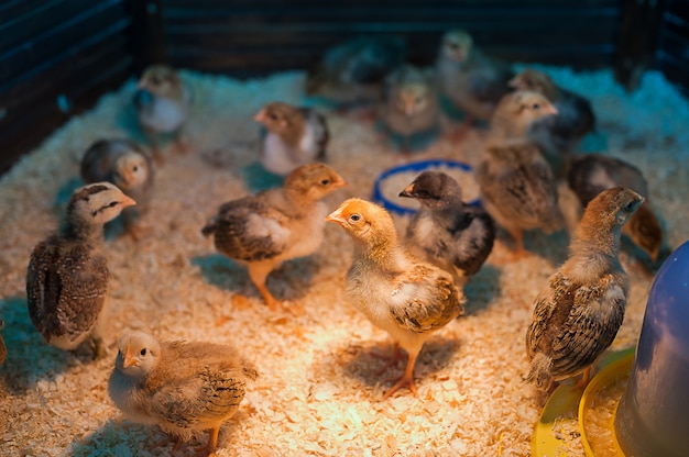 Poulet bébé dans une ferme avicole agricole. Contactez le zoo.