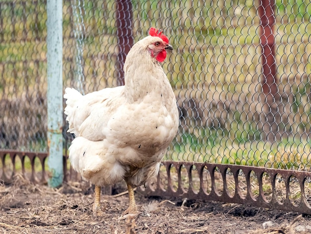 Poulet blanc dans une ferme près de la clôture