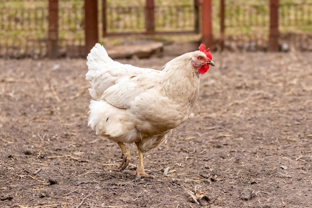 Poulet blanc dans une ferme près de la clôture