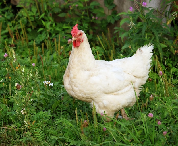 Photo un poulet blanc qui marche sur l'herbe