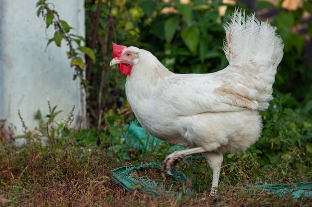 poulet blanc en vrac en plein air dans l'herbe