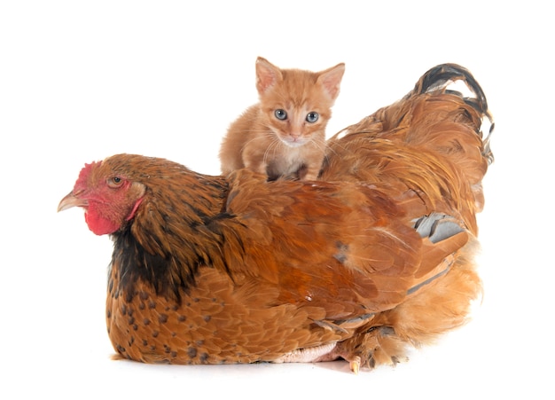 poulet brahma et chaton