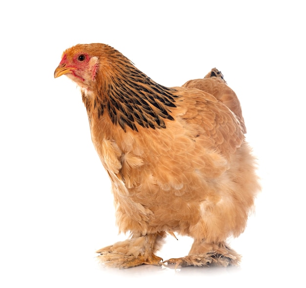 Poulet Brahma isolé sur blanc