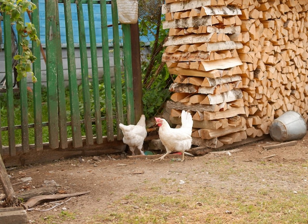 Le poulet broute dans une ferme du village