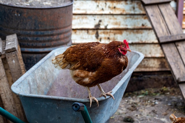 Poulet brun à la campagne