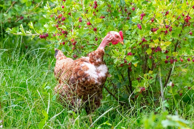 Un poulet brun avec un cou nu dans le jardin picore des baies de groseille