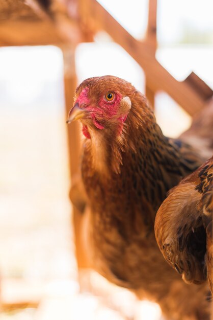 Poulet Brun Dans Une Cage En Bois. Gros Plan, Mignon, Poulet, Ferme