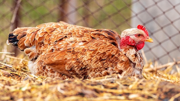 Un poulet brun est assis sur une paille dans la cour de la ferme