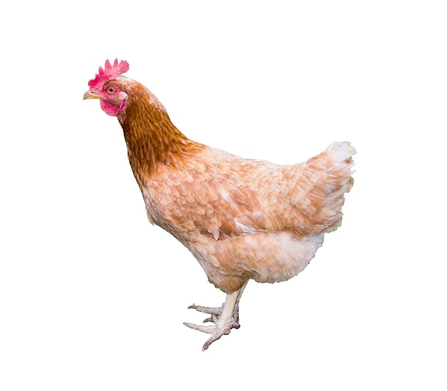 Poulet brun isolé sur fond blanc