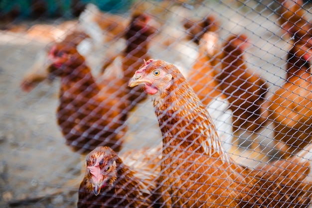 Poulet brun ou poule dans la cour dans une ferme locale