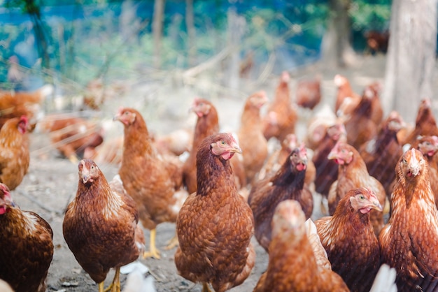 Poulet brun ou poule dans la cour dans une ferme locale