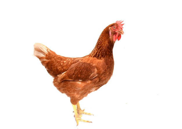 poulet brun, poule debout je