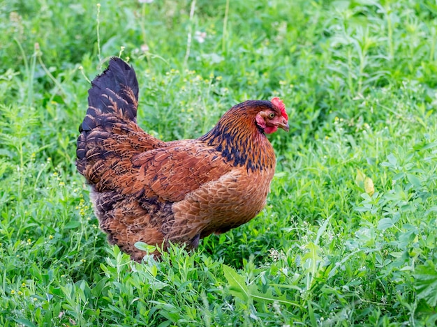 Poulet brun se promène dans le jardin de la ferme sur l'herbe verte_