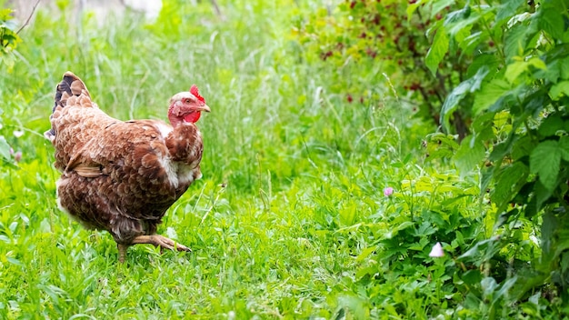 Un poulet brun se promène dans le jardin parmi l'herbe verte et les buissons en été