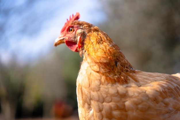 Photo poulet coloré dans la aire libre de la cour arrière