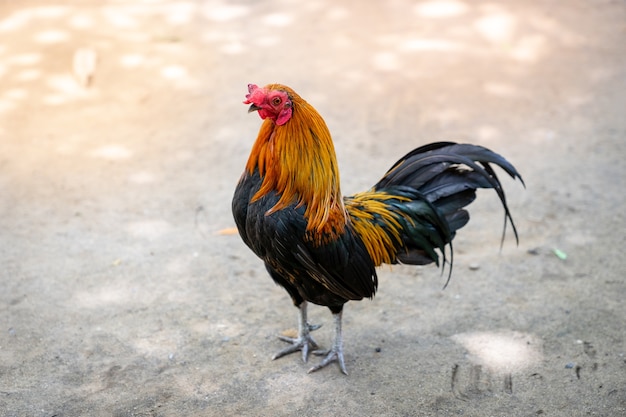 un poulet de coq comme animaux de compagnie en regardant en arrière, vue arrière