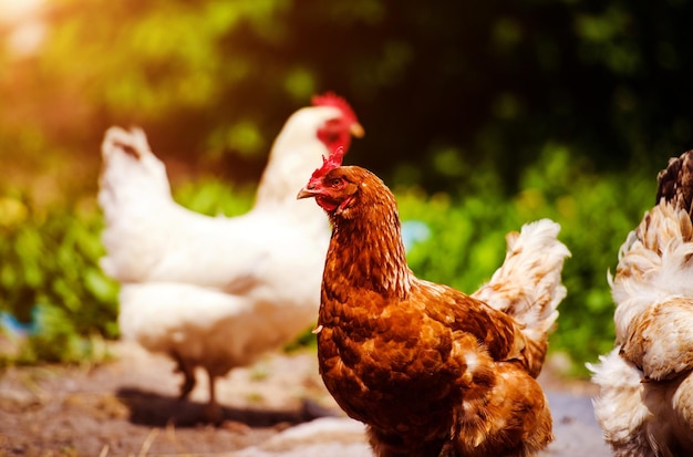 Poulet et coq dans une ferme