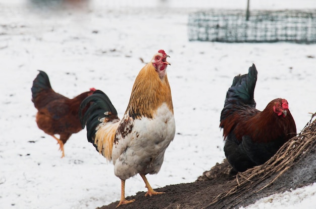 Poulet coq picorer l'aviron d'hiver à la ferme