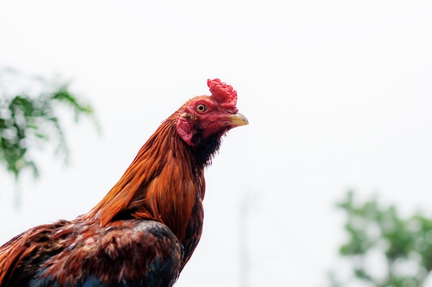 Poulet dans le ciel.