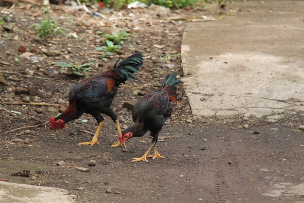 poulet dans la cour