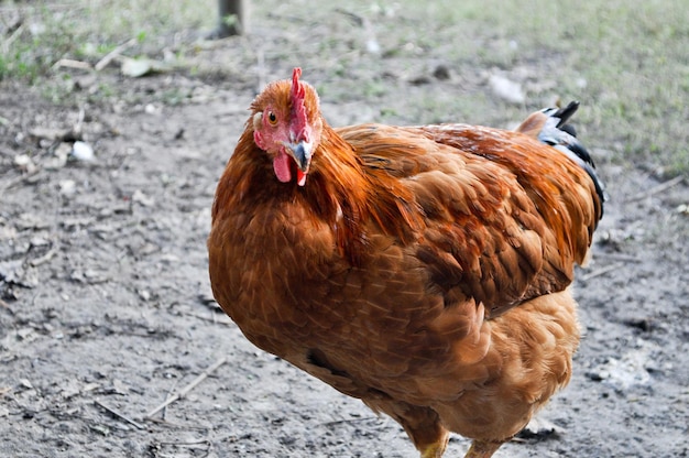 poulet dans la cour