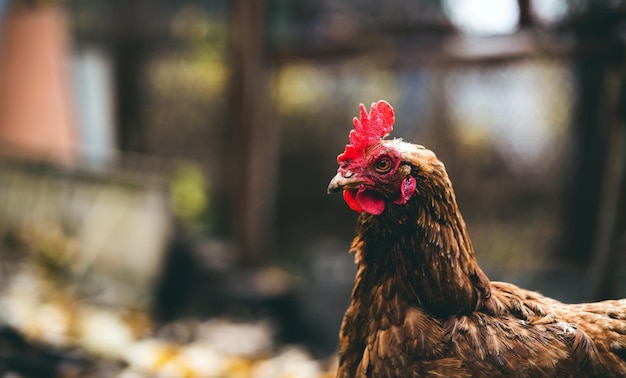 Poulet dans l'enclos Une poule brune se promène dans une volière un jour d'automne dans une ferme