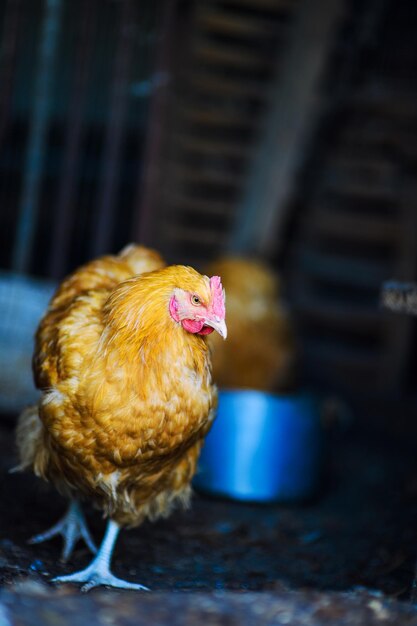 Poulet dans une ferme