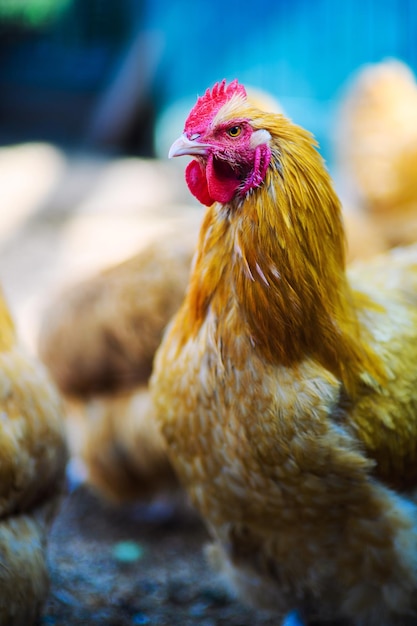 Poulet dans une ferme