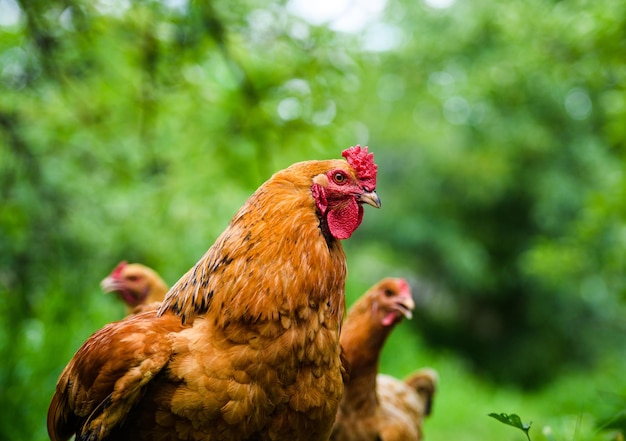 Poulet dans une ferme