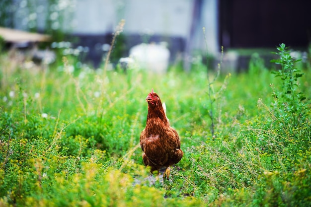 Poulet dans une ferme